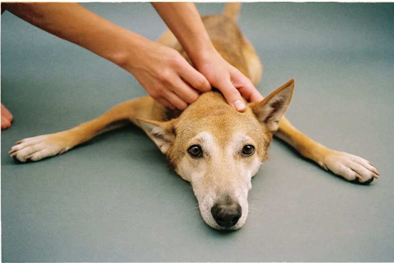 A spaniel lying calmly while being brushed by hand