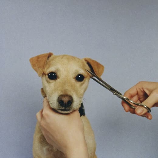 A small dog being bathed, coat covered in soft white suds